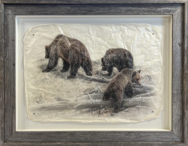 Beary Distracted Barnwood