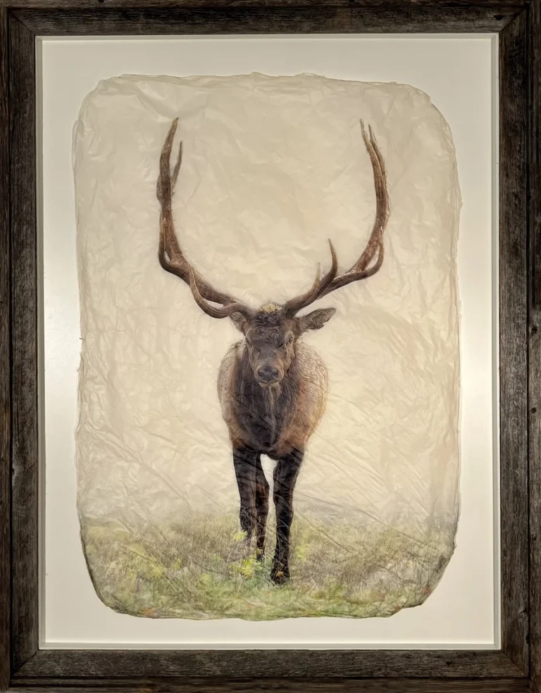 "Meadow Elk" in Rustic Barnwood