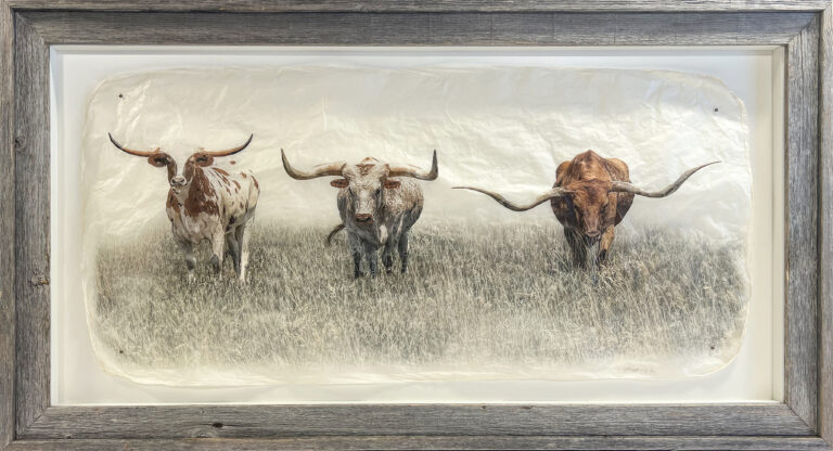 Full of bull barnwood